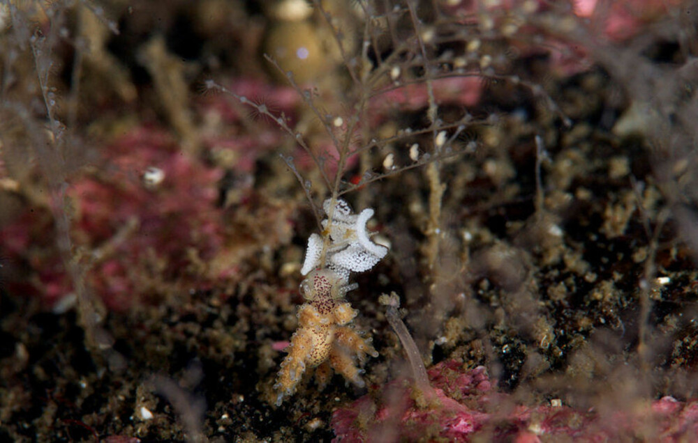 Doto maculata. Doto maculata.