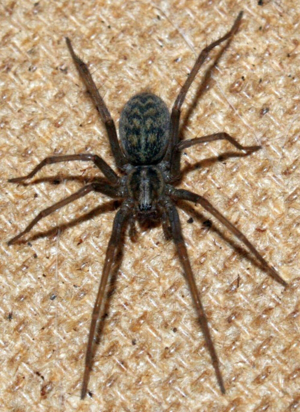 STOR HUSEDDERKOPP: Denne er ikke et uvanlig syn i norske kjellere. Kropplengden er 10-18 mm, og fra forben- til bakbensspiss kan den måle 8-10 cm (Wikipedia). STOR HUSEDDERKOPP: Denne er ikke et uvanlig syn i norske kjellere. Kropplengden er 10-18 mm, og fra forben- til bakbensspiss kan den måle 8-10 cm (Wikipedia).