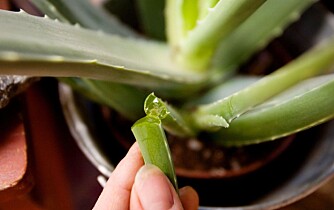 Aloe vera fremholdes som en vidunderplante, men er ifølge WHO kreftfremkallende. Aloe vera fremholdes som en vidunderplante, men er ifølge WHO kreftfremkallende.