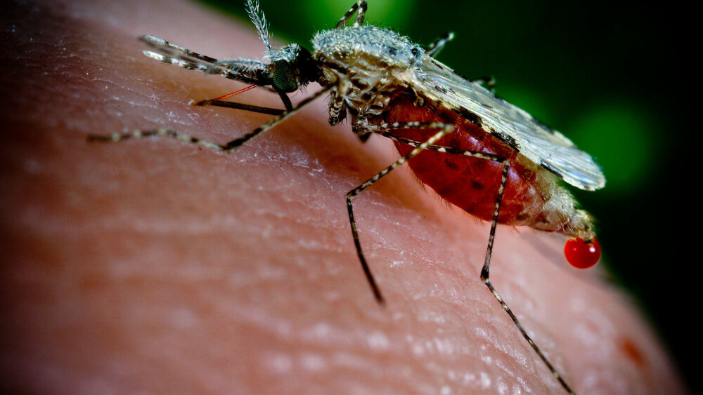 FAKTA OM MALARIA: Malaria er en infeksjonssykdom, forårsaket av parasittiske sporedyr i slekten Plasmodium, som kan overføres mellom mennesker via malariamygg. I 2013 forårsaket malaria rundt 200 millioner sykdomstilfeller og omtrent 584.000 dødsfall på verdensbasis. I Norge rapporteres det om rundt 30–100 tilfeller av malaria årlig, der samtlige er smittet i utlandet. Dødsfall på grunn av malaria er svært sjeldne i Norge. Kilde: Wikipedia. FAKTA OM MALARIA: Malaria er en infeksjonssykdom, forårsaket av parasittiske sporedyr i slekten Plasmodium, som kan overføres mellom mennesker via malariamygg. I 2013 forårsaket malaria rundt 200 millioner sykdomstilfeller og omtrent 584.000 dødsfall på verdensbasis. I Norge rapporteres det om rundt 30–100 tilfeller av malaria årlig, der samtlige er smittet i utlandet. Dødsfall på grunn av malaria er svært sjeldne i Norge. Kilde: Wikipedia.