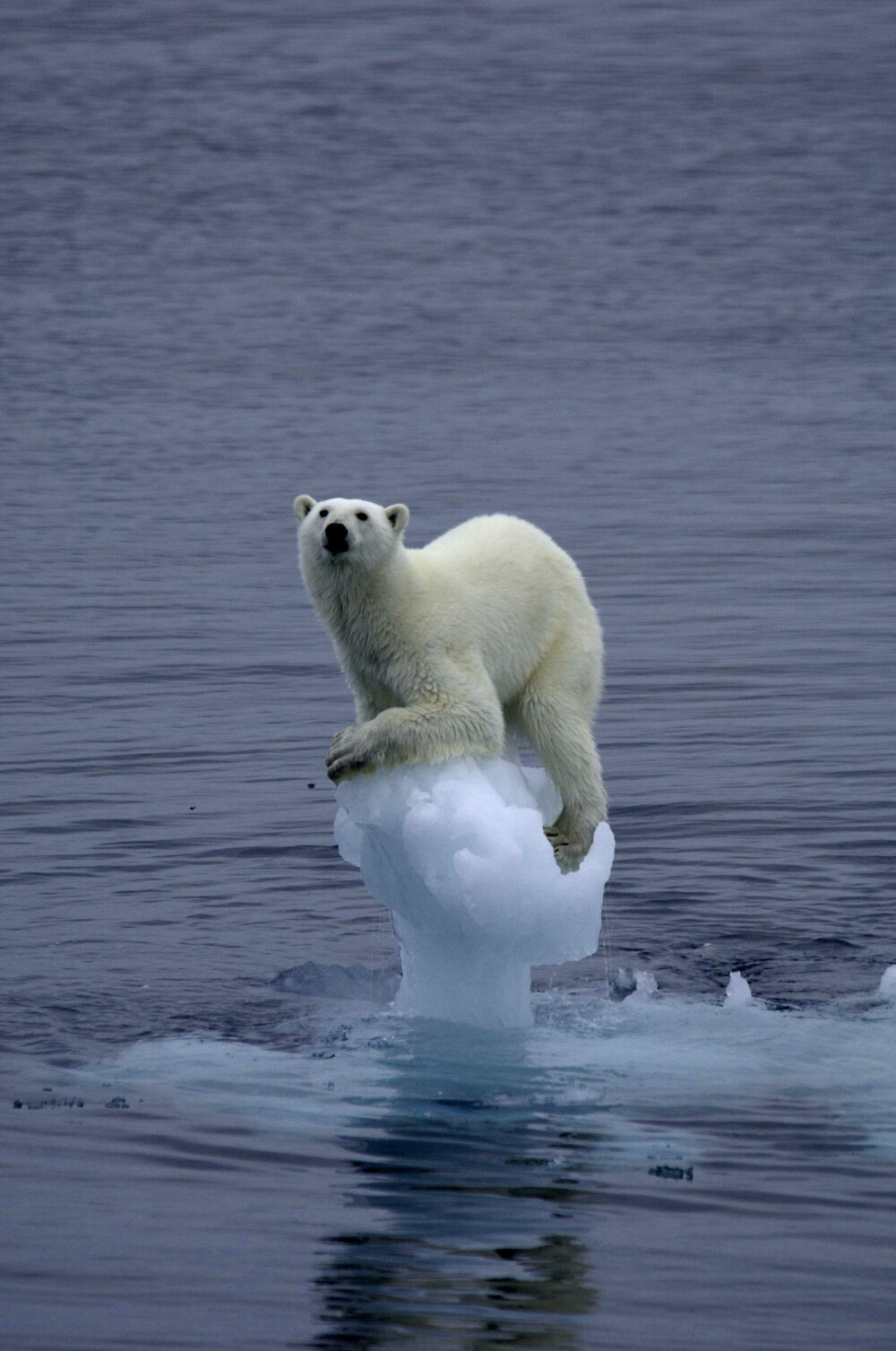 ISBJØRNBILDET til Arne Nævra ble tatt øst av Edgeøya, Svalbard i 2005. Bildet kom på 2. plass i den prestisjetunge naturfotokonkurransen Wildlife Photographer of the Year i 2007. ISBJØRNBILDET til Arne Nævra ble tatt øst av Edgeøya, Svalbard i 2005. Bildet kom på 2. plass i den prestisjetunge naturfotokonkurransen Wildlife Photographer of the Year i 2007.