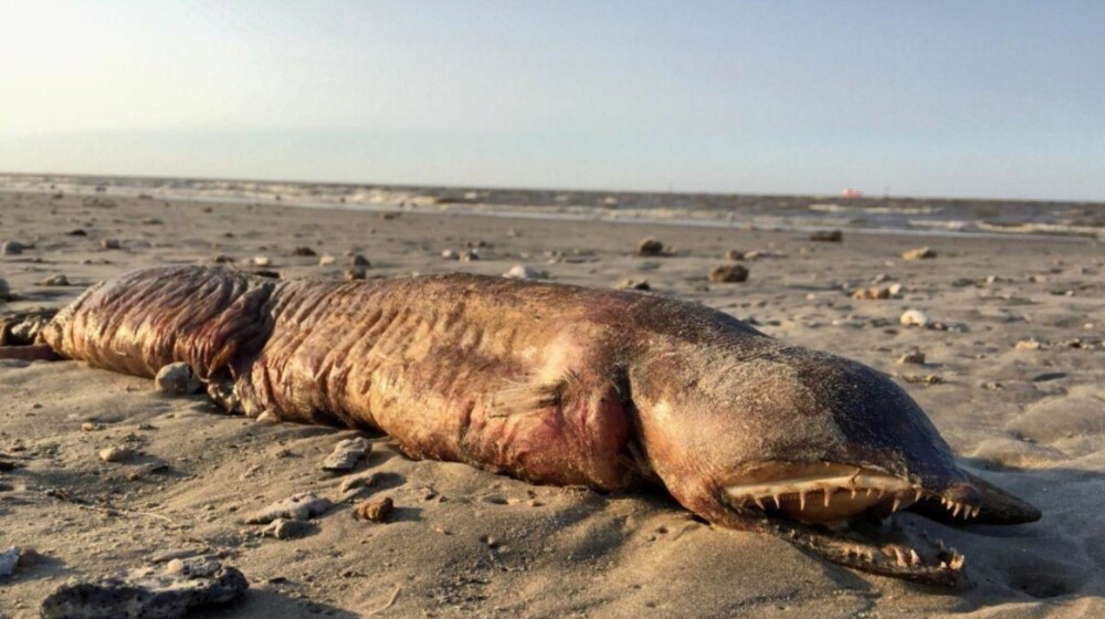 Da orkanen Harvey hadde blåst forbi, lå denne mystiske skapningen igjen på stranden i Houston. Da orkanen Harvey hadde blåst forbi, lå denne mystiske skapningen igjen på stranden i Houston.