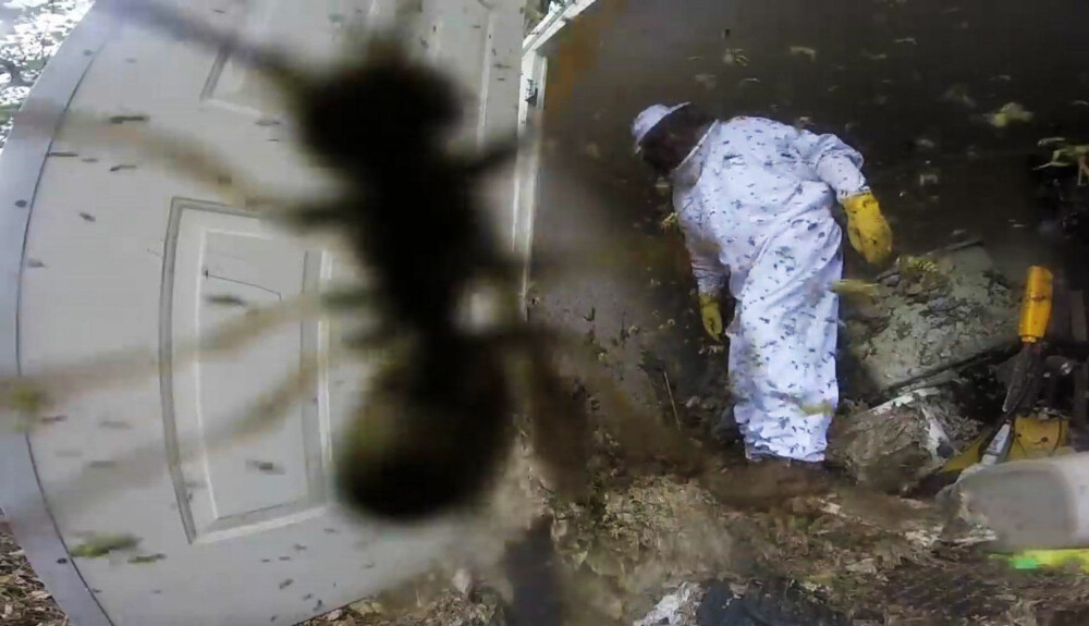 Dette bildet gir ikke på langt nær inntrykket av det ekstreme vepsebolet i uthuset. Se videoen lenger i artikkelen. Dette bildet gir ikke på langt nær inntrykket av det ekstreme vepsebolet i uthuset. Se videoen lenger i artikkelen.