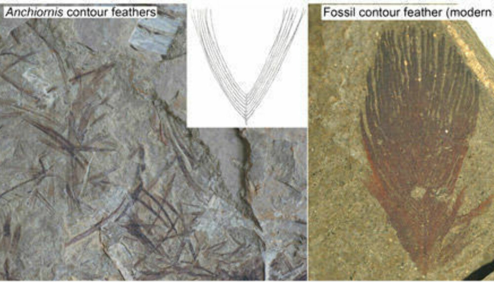 Fjærene på dinosauren Anchironis var ikke kjent før nylig, og var en primitiv form av dekkfjærene til dagens fugler. Fjærene på dinosauren Anchironis var ikke kjent før nylig, og var en primitiv form av dekkfjærene til dagens fugler.