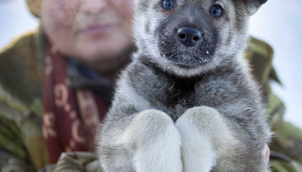 TETT PELS: En østsibirsk laika-valp. Laikaen er svært vanlig i Russland, men mer sjelden i den vestlige delen av verden. Typen er en jakthund med stor jaktlyst, men den er også en god kløvhund, trekkhund og vakthund. TETT PELS: En østsibirsk laika-valp. Laikaen er svært vanlig i Russland, men mer sjelden i den vestlige delen av verden. Typen er en jakthund med stor jaktlyst, men den er også en god kløvhund, trekkhund og vakthund.