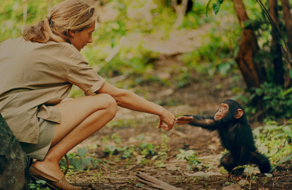 SJELDENT SYN: Forsker Jane Goodall har blitt et ikon for sitt arbeid med sjimpanser i over 50 år. Nå kommer en banebrytende dokumentar om hennes virke i regi av den prisbelønnede regissøren Brett Morgan. I dokumentaren «Jane» får vi se en rekke bilder og film som aldri tidligere har blitt vist. Her er Goodall i kontakt med sjimpansen Flint. Bildet er tatt av Goodalls avdøde eksmann og naturfotograf, Hugo van Lawick en gang på 1960-tallet. SJELDENT SYN: Forsker Jane Goodall har blitt et ikon for sitt arbeid med sjimpanser i over 50 år. Nå kommer en banebrytende dokumentar om hennes virke i regi av den prisbelønnede regissøren Brett Morgan. I dokumentaren «Jane» får vi se en rekke bilder og film som aldri tidligere har blitt vist. Her er Goodall i kontakt med sjimpansen Flint. Bildet er tatt av Goodalls avdøde eksmann og naturfotograf, Hugo van Lawick en gang på 1960-tallet.