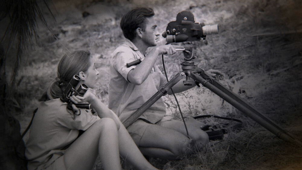 UTROLIGE BILDER: Jane Goodall ser Hugo van Lawick håndtere et kamera i jungelen en gang på 1960-tallet. Morgan mener van Lawicks naturfilmer er noe av det viktigste som er gjort det siste århundret. UTROLIGE BILDER: Jane Goodall ser Hugo van Lawick håndtere et kamera i jungelen en gang på 1960-tallet. Morgan mener van Lawicks naturfilmer er noe av det viktigste som er gjort det siste århundret.