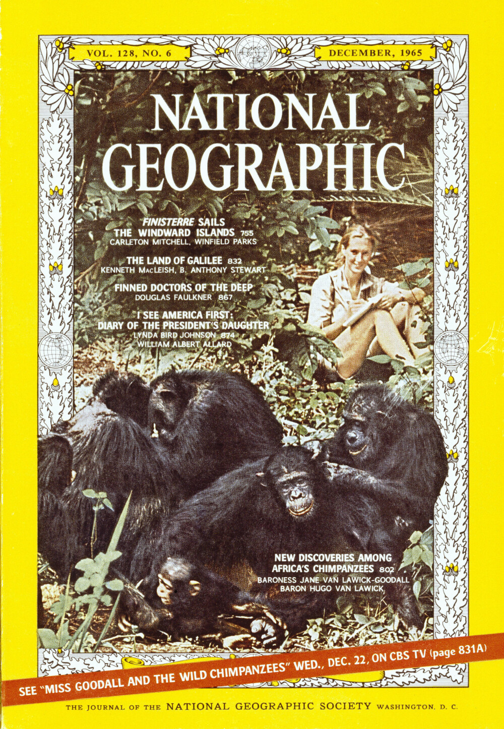 GODT BRUKT: Goodall og hennes arbeid har blitt flittig brukt og fortalt av National Geographic opp gjennom årene. Her fra en forside av magasinet i 1965. GODT BRUKT: Goodall og hennes arbeid har blitt flittig brukt og fortalt av National Geographic opp gjennom årene. Her fra en forside av magasinet i 1965.