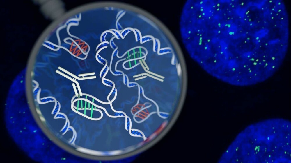 NYTT DNA: Illustrasjonen viser den nyoppdagede DNA-strukturen i-motiv inne i en celle. NYTT DNA: Illustrasjonen viser den nyoppdagede DNA-strukturen i-motiv inne i en celle.