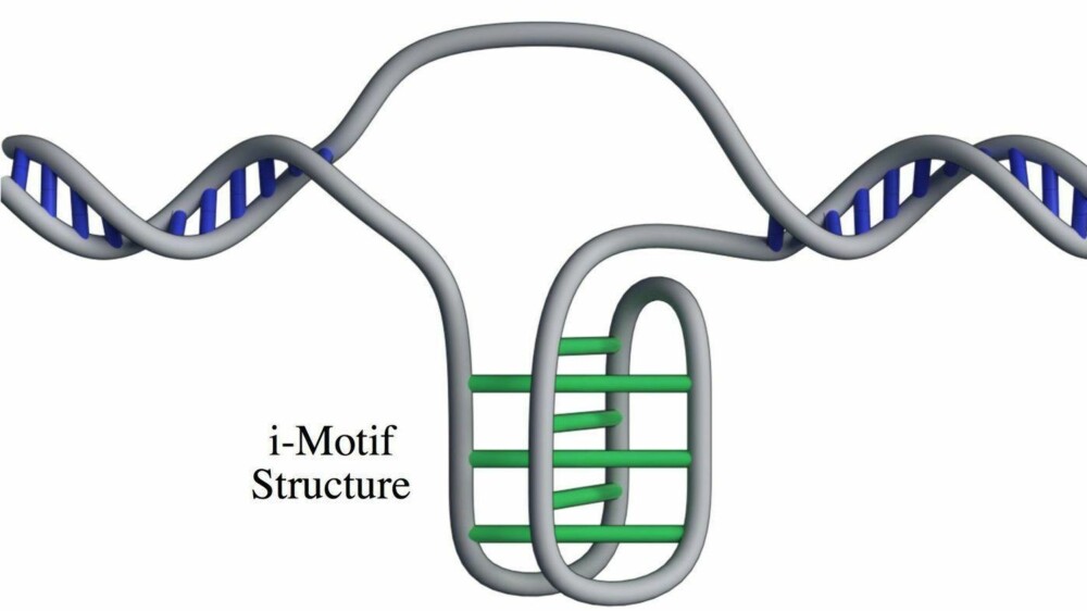 NY FORM FOR DNA: Illustrasjon av et i-motiv i en DNA-streng. NY FORM FOR DNA: Illustrasjon av et i-motiv i en DNA-streng.