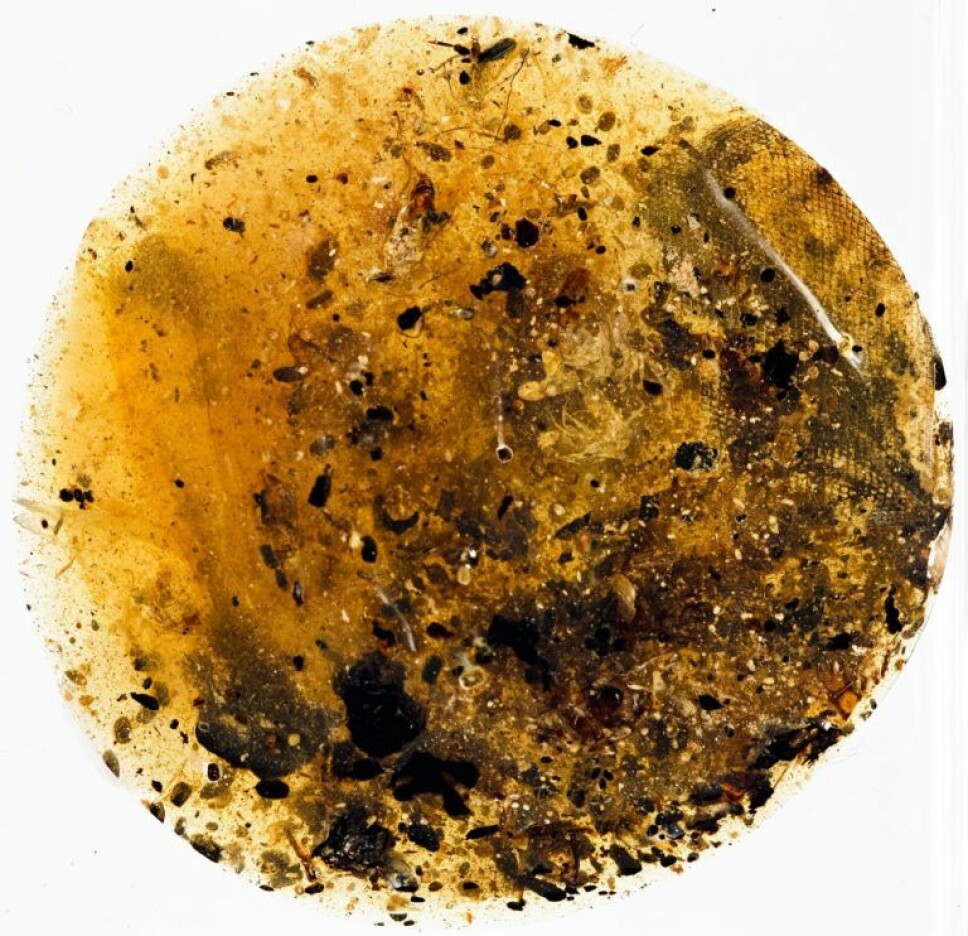 Dette ravet innegolder trolig et urgammelt slangeskinn sammen med biter av insekter. Dette ravet innegolder trolig et urgammelt slangeskinn sammen med biter av insekter.