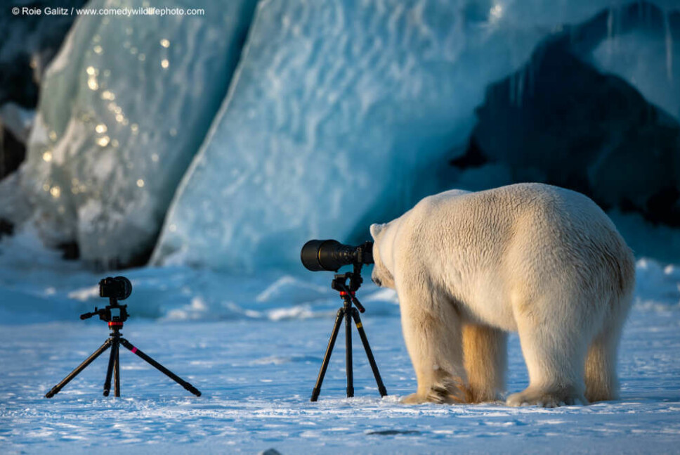 Roie Galitz vant også en utmerkelse for dette bildet av en isbjørn på Svalbard som prøver seg som fotograf. Roie Galitz vant også en utmerkelse for dette bildet av en isbjørn på Svalbard som prøver seg som fotograf.