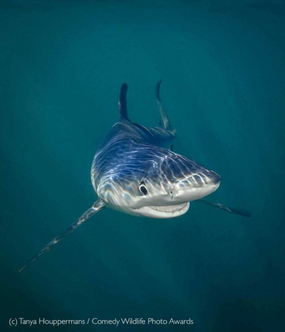 <b>Og til slutt:</b> Tanya Happermans vant kategorien «Under the Sea» med denne blåhaien som smiler til kamera. <b>Og til slutt:</b> Tanya Happermans vant kategorien «Under the Sea» med denne blåhaien som smiler til kamera.