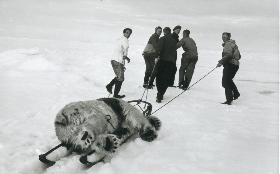 Seks menn, deriblant
Magne Råum,
drar isbjørn som
ligger bundet fast
på slede langsetter
isen i august 1939.
(Foto: Arneberg/
Norsk Polarinstitutt Seks menn, deriblant
Magne Råum,
drar isbjørn som
ligger bundet fast
på slede langsetter
isen i august 1939.
(Foto: Arneberg/
Norsk Polarinstitutt