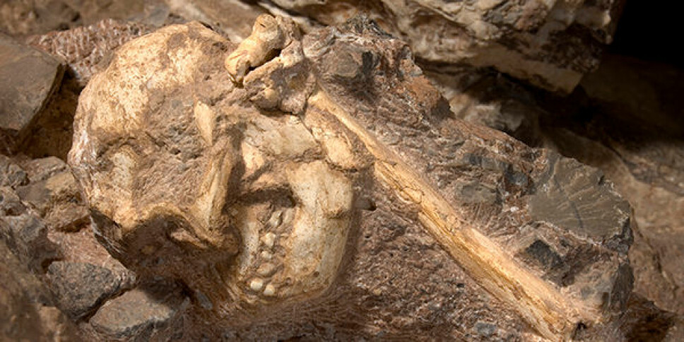 LITTLE FOOT: Fossilet er i sjelden god stand, og har vært forsket på i en årrekke. LITTLE FOOT: Fossilet er i sjelden god stand, og har vært forsket på i en årrekke.