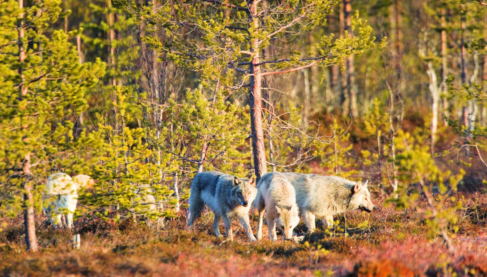 <b>ULVEFLOKK:</b> En flokk med store rovdyr trenger mye mat. <b>ULVEFLOKK:</b> En flokk med store rovdyr trenger mye mat.