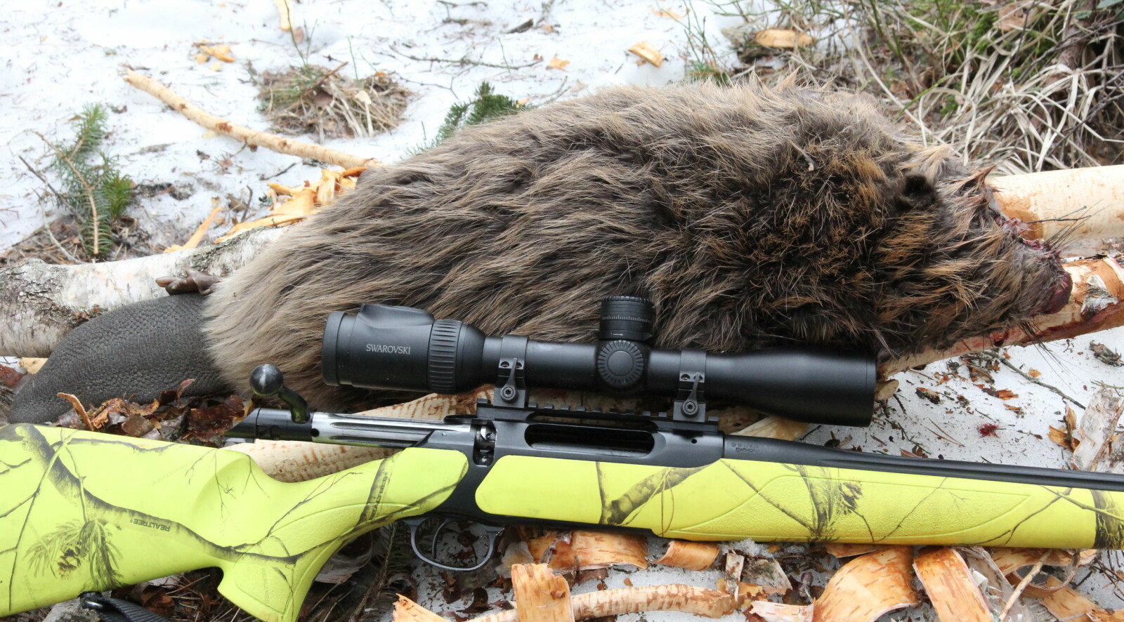 <b>TEST AV KIKKERTSIKTE: </b>Swarovski Z8i 1,7-13,3x42 kommer godt ut i denne testen og egner seg godt til storviltjakt. <b>TEST AV KIKKERTSIKTE: </b>Swarovski Z8i 1,7-13,3x42 kommer godt ut i denne testen og egner seg godt til storviltjakt.
