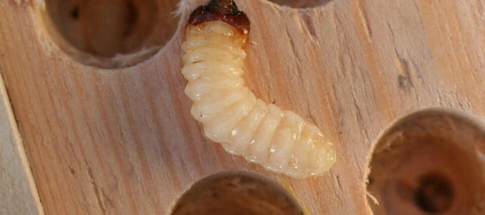 <b>BILLELARVER:</b> Inneholder mye protein og smaker utmerket stekt i smør og fløte. <b>BILLELARVER:</b> Inneholder mye protein og smaker utmerket stekt i smør og fløte.