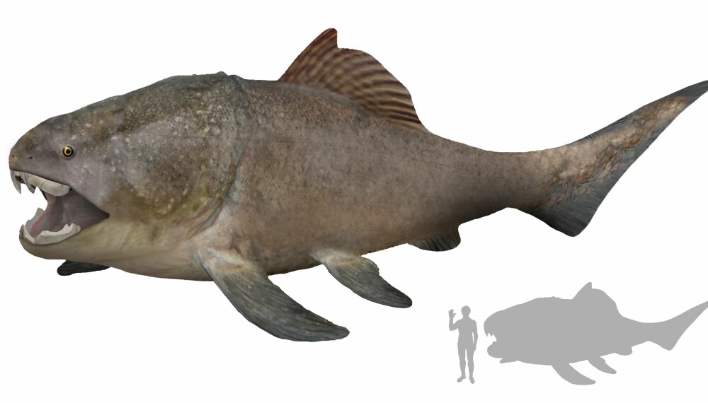<b>REKONSTRUKSJON:</b> Slik tenker man at Dunkleosteus terrelli kan ha sett ut. <b>REKONSTRUKSJON:</b> Slik tenker man at Dunkleosteus terrelli kan ha sett ut.