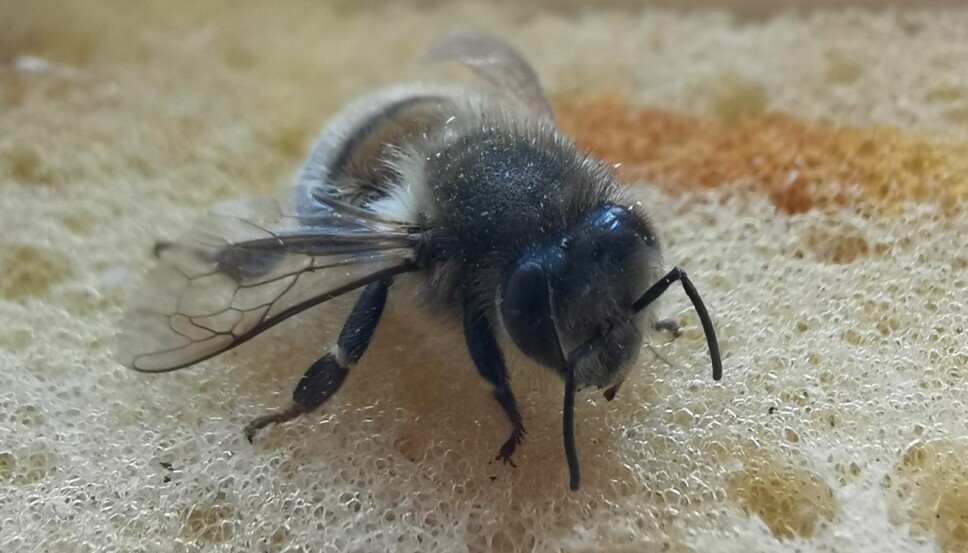<b>MOBILFOTO:</b> Vi ble litt imponert over P30 Pro da vi så hvordan kameraet løste dette nærbildet av en "forstenet" humle. <b>MOBILFOTO:</b> Vi ble litt imponert over P30 Pro da vi så hvordan kameraet løste dette nærbildet av en "forstenet" humle.