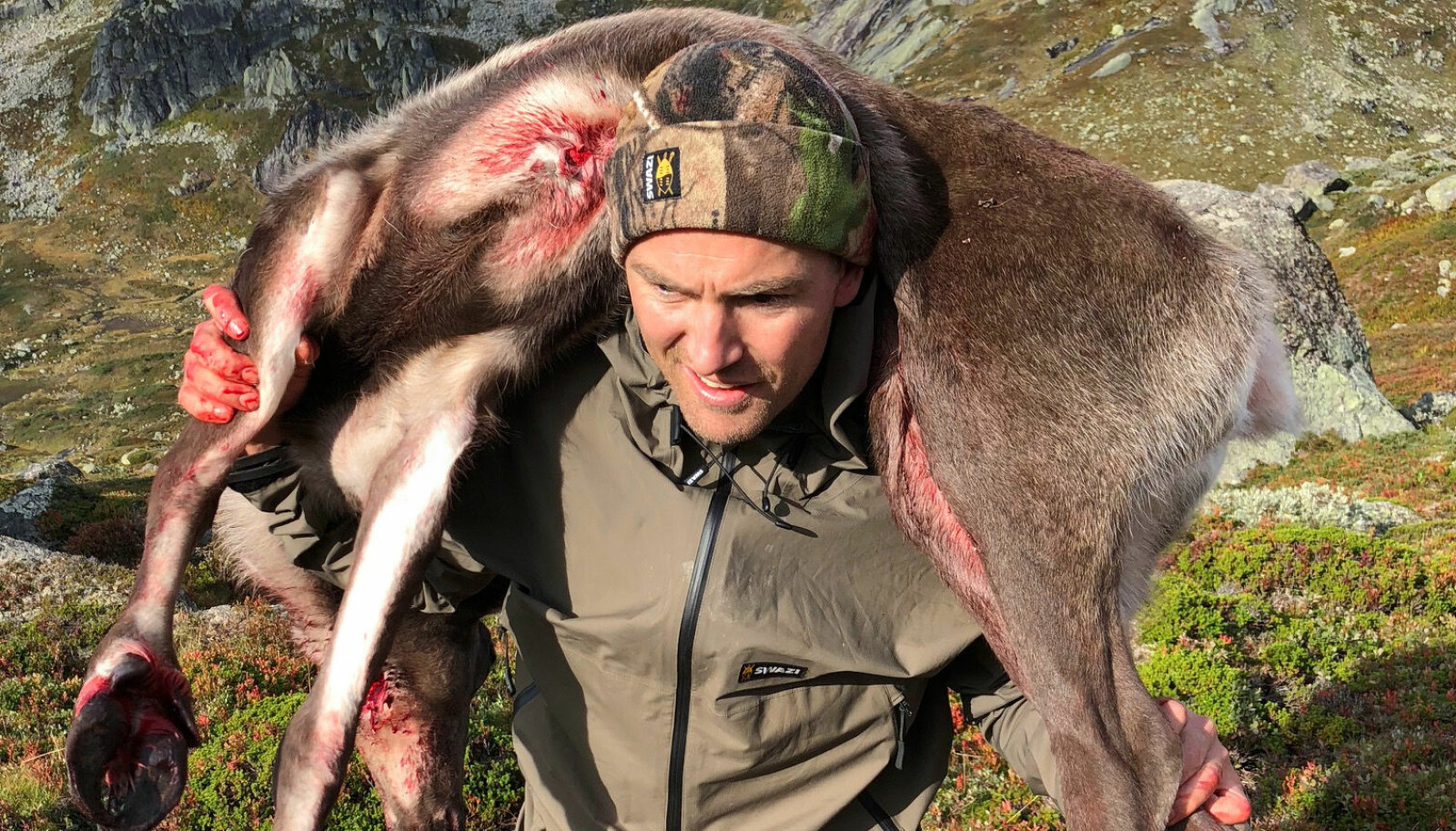 <b>STORJEGER: </b>Tung bør hjemover med en reinsdyrsimle på skuldrene. Terrenget er Austheia i Setesdal, og jakten skjedde i august i fjor. <b>STORJEGER: </b>Tung bør hjemover med en reinsdyrsimle på skuldrene. Terrenget er Austheia i Setesdal, og jakten skjedde i august i fjor.