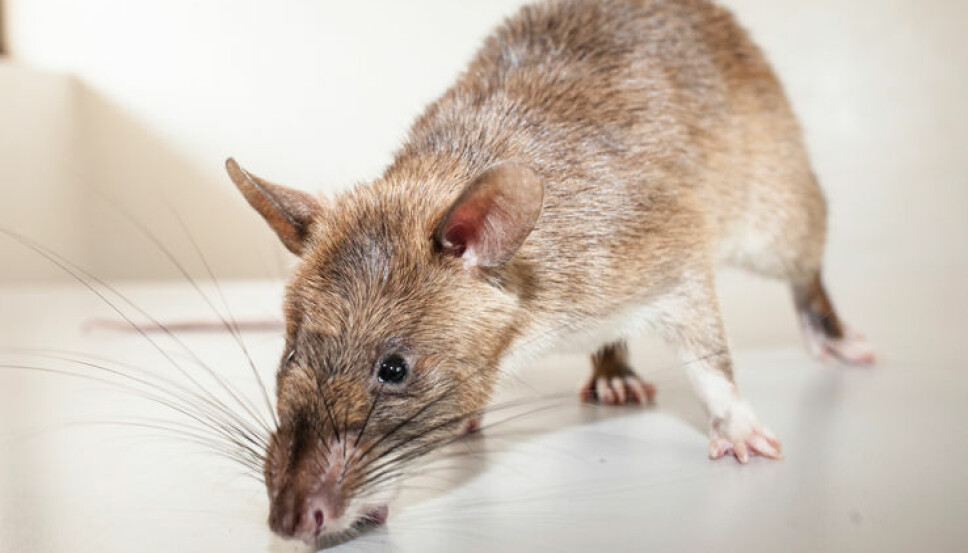 <b>RYDDER MINER:</b> Den gambiske hamsterrotta ser dårlig, men har en fantastisk luktesans. <b>RYDDER MINER:</b> Den gambiske hamsterrotta ser dårlig, men har en fantastisk luktesans.