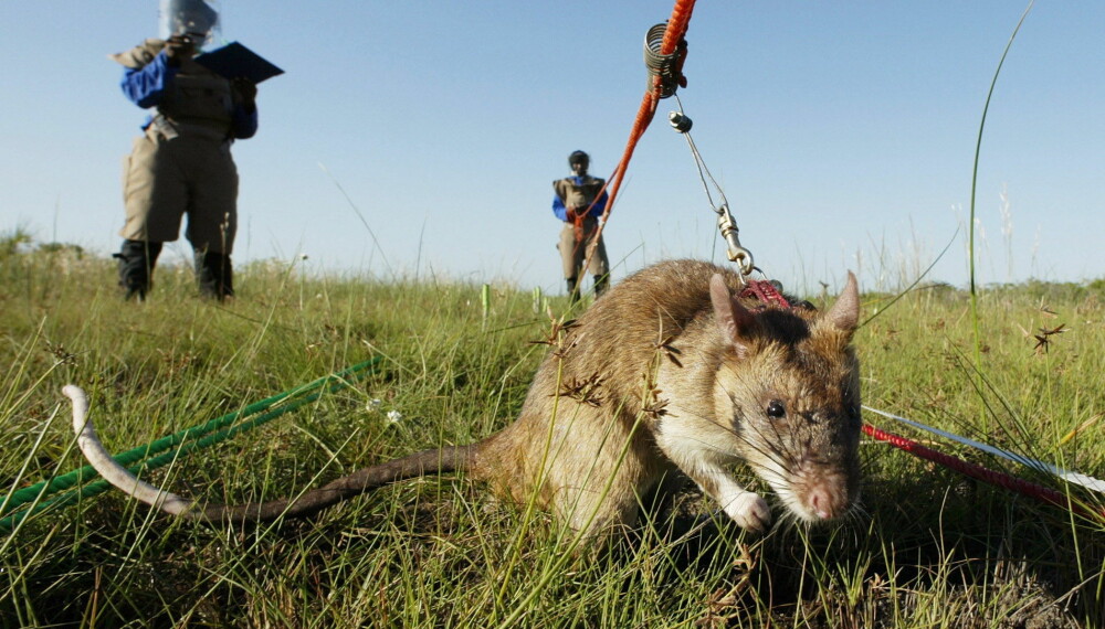 <b>GAMBISK HAMSTERROTTE: </b>Den er stor som en liten katt, men har en fenomenal luktesans og den er lett å trene opp. <b>GAMBISK HAMSTERROTTE: </b>Den er stor som en liten katt, men har en fenomenal luktesans og den er lett å trene opp.