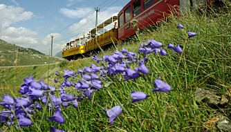 ALBULABAHN. ALBULABAHN.
