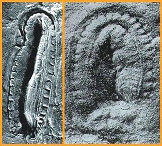 <b>MOBIL:</b> Fossilfunn av Kimberella viser tegn på at den kravlet og gravde i havbunnen. <b>MOBIL:</b> Fossilfunn av Kimberella viser tegn på at den kravlet og gravde i havbunnen.