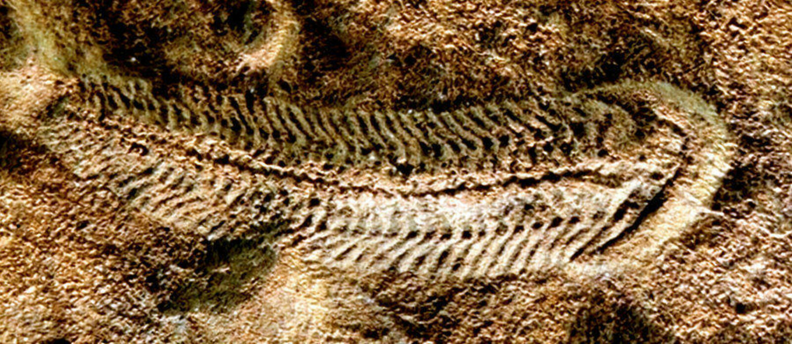 <b>FØRST UTE:</b> Enkelte tror Spriggina er trilobittens stamfar. <b>FØRST UTE:</b> Enkelte tror Spriggina er trilobittens stamfar.