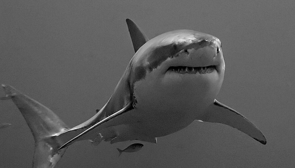 <b>GREAT WHITE:</b> Hvithaien forveksles innimellom med håbrann. <b>GREAT WHITE:</b> Hvithaien forveksles innimellom med håbrann.