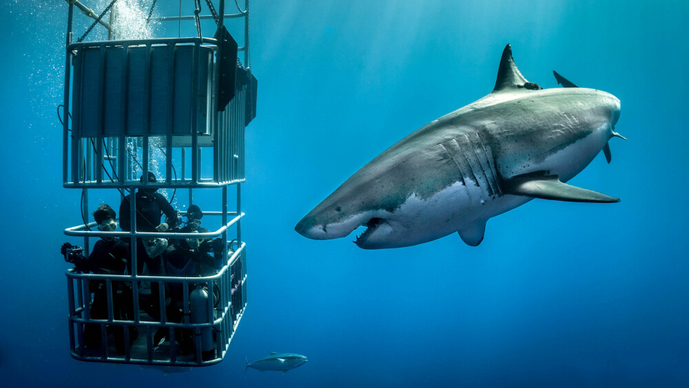 En gruppe adrenalinjunkier kom tett på hvithaier utenfor Guadalupe i Mexico. Gjengen i buret er relativt trygg i buret - og det samme er fotografen på utsiden. De fleste ulykker med hai forekommer når haien ikke klarer å skille mennesker fra mat. En gruppe adrenalinjunkier kom tett på hvithaier utenfor Guadalupe i Mexico. Gjengen i buret er relativt trygg i buret - og det samme er fotografen på utsiden. De fleste ulykker med hai forekommer når haien ikke klarer å skille mennesker fra mat.