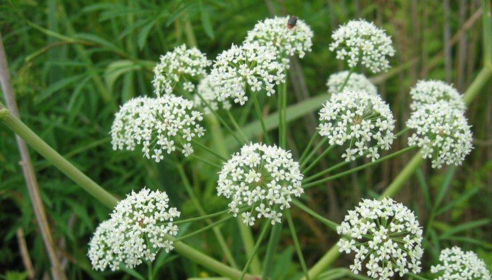 <b>VERSTING:</b> Selsnepe er en av de giftigste plantene vi har. <b>VERSTING:</b> Selsnepe er en av de giftigste plantene vi har.