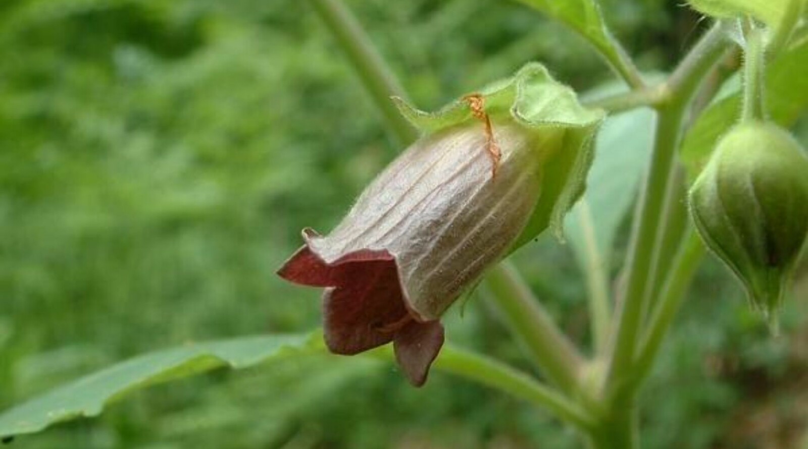 <b>HAGEFAVORITT:</b> Belladonnaurt er også velkjent i norske hager, og karakteriseres som svært giftig. <b>HAGEFAVORITT:</b> Belladonnaurt er også velkjent i norske hager, og karakteriseres som svært giftig.