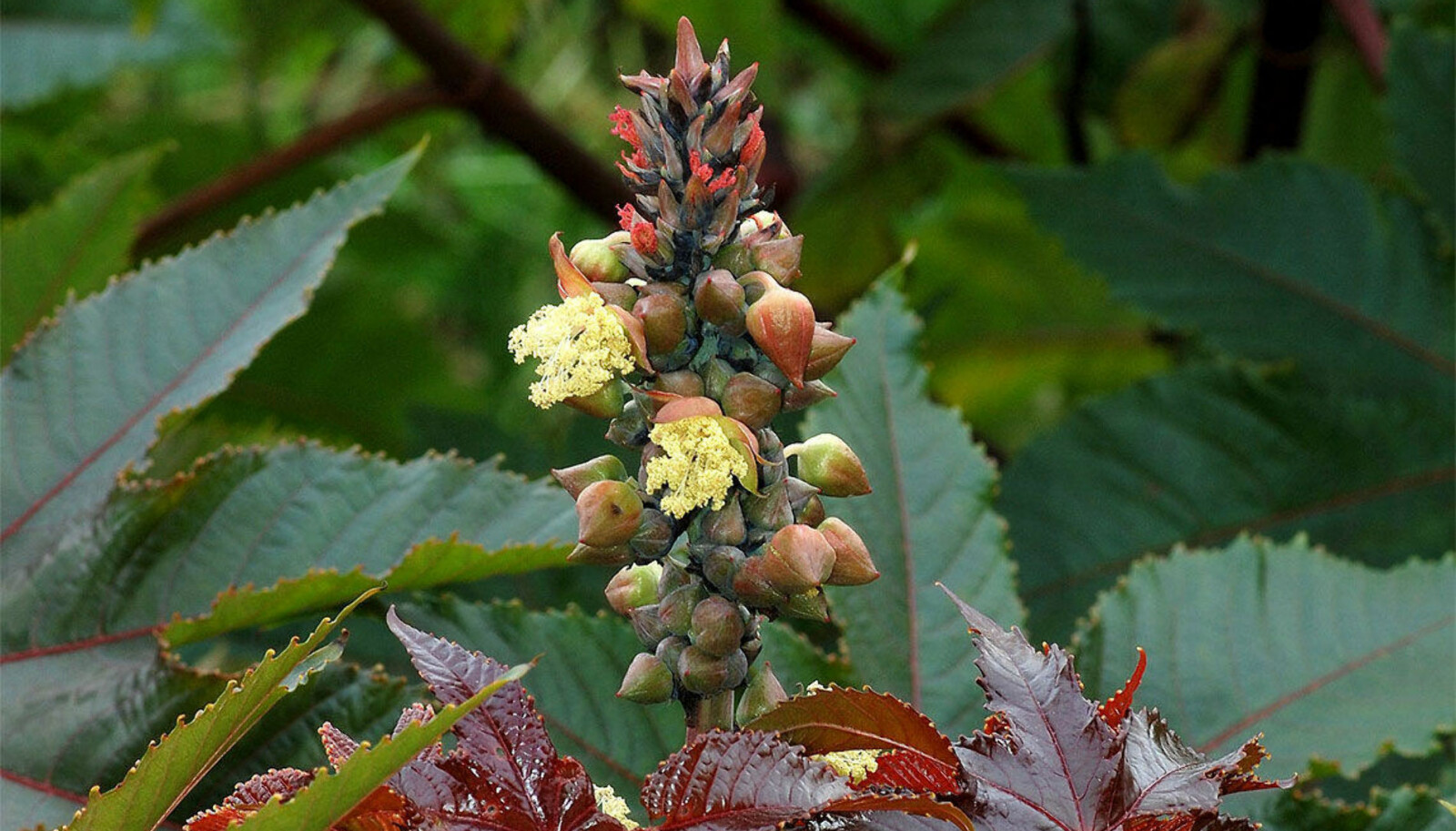 <b>DEKORATIV:</b> Men Oljeplante er også kilde til giften ricin. <b>DEKORATIV:</b> Men Oljeplante er også kilde til giften ricin.