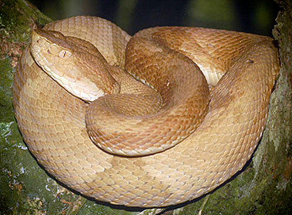 Slangearten Bothrops insularis, på engelsk kalt Golden lancehead, finnes bare på denne øya. Her er det til gjengjeld mange av dem. Slangearten Bothrops insularis, på engelsk kalt Golden lancehead, finnes bare på denne øya. Her er det til gjengjeld mange av dem.