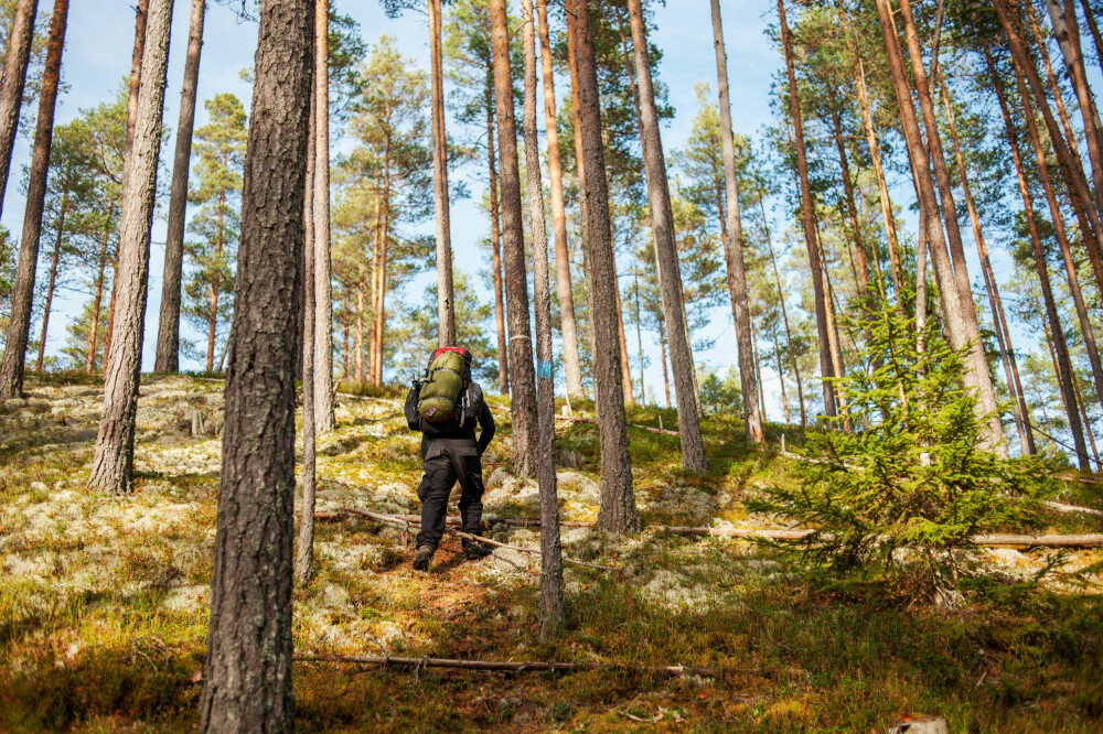 FINNSKOGLEDEN: På vei mellom Morokulien og Håvilsrud. FINNSKOGLEDEN: På vei mellom Morokulien og Håvilsrud.