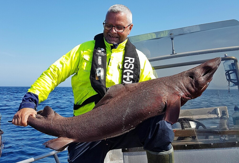 SVÆRING: - Jeg skjønte jo at det var en hai, men ikke hvilken art det var. Fisken var nokså stor, sikkert nærmere 15 kilo, og den var utrolig sterk. SVÆRING: - Jeg skjønte jo at det var en hai, men ikke hvilken art det var. Fisken var nokså stor, sikkert nærmere 15 kilo, og den var utrolig sterk.