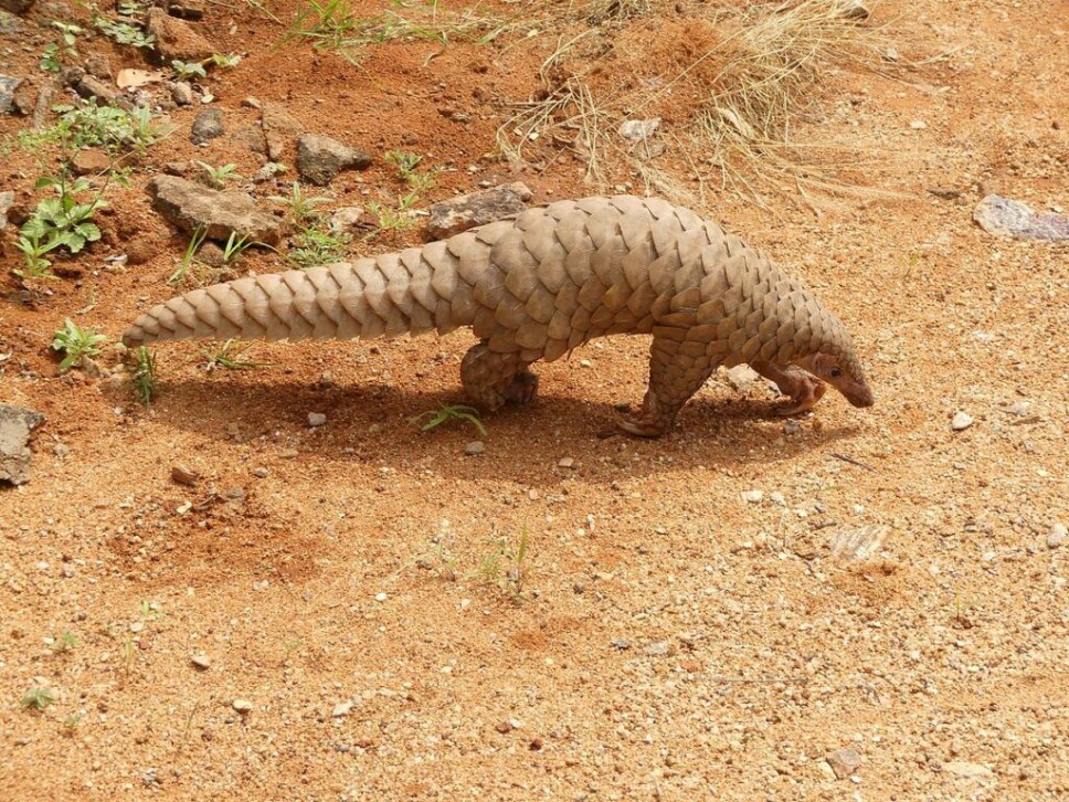 <b>SJELDEN: </b>Pangolin er en sjelden art som er meget ettertraktet av krypskyttere. Skjellet deres brukes i asiatisk medisin og kjøttet er av noen kulturer ansett som en delikatesse<b>. </b> <b>SJELDEN: </b>Pangolin er en sjelden art som er meget ettertraktet av krypskyttere. Skjellet deres brukes i asiatisk medisin og kjøttet er av noen kulturer ansett som en delikatesse<b>. </b>