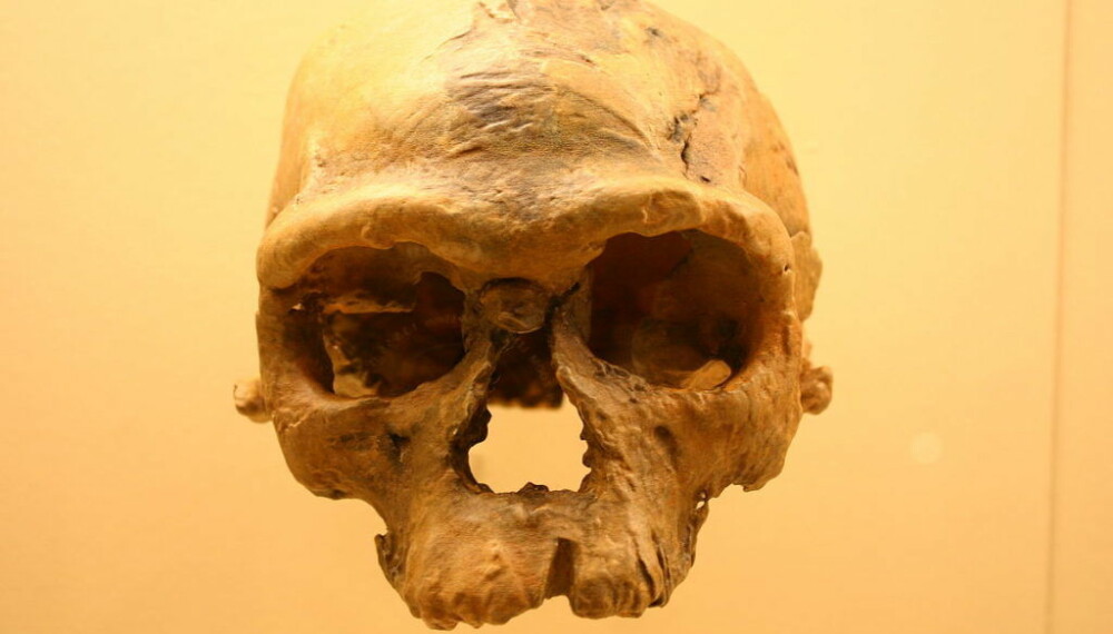 <b>ELDGAMMEL: </b> Denne hodeskallen, kalt Jebel Irhoud, er 315.000 år gammel <b>ELDGAMMEL: </b> Denne hodeskallen, kalt Jebel Irhoud, er 315.000 år gammel