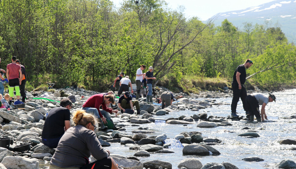 <b>FØLING I FJÆRA:</b> En lørdag formiddag i mai sto et tjuetall gullgravere krokbøyde i elva ved Granmo camping på leting etter gull. <b>FØLING I FJÆRA:</b> En lørdag formiddag i mai sto et tjuetall gullgravere krokbøyde i elva ved Granmo camping på leting etter gull.