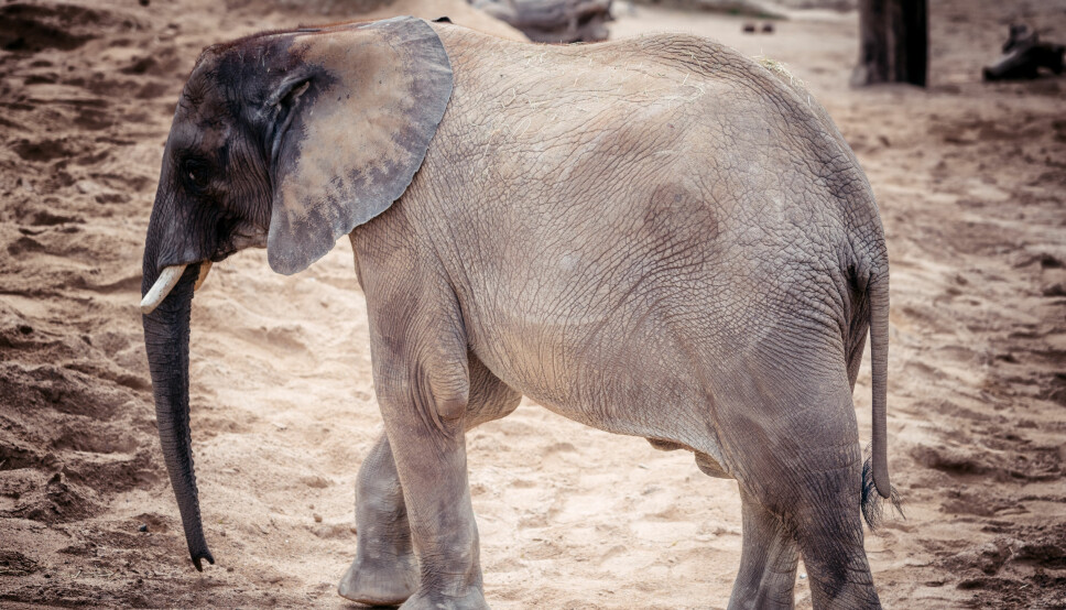 <b>FRISK SOM EN </b><b>ELEFANT:</b> Elefanter har enorm med celler i de store kroppene sine, men får svært sjelden kreft. Forskere kan nå ha funnet ut hvorfor. <b>FRISK SOM EN </b><b>ELEFANT:</b> Elefanter har enorm med celler i de store kroppene sine, men får svært sjelden kreft. Forskere kan nå ha funnet ut hvorfor.