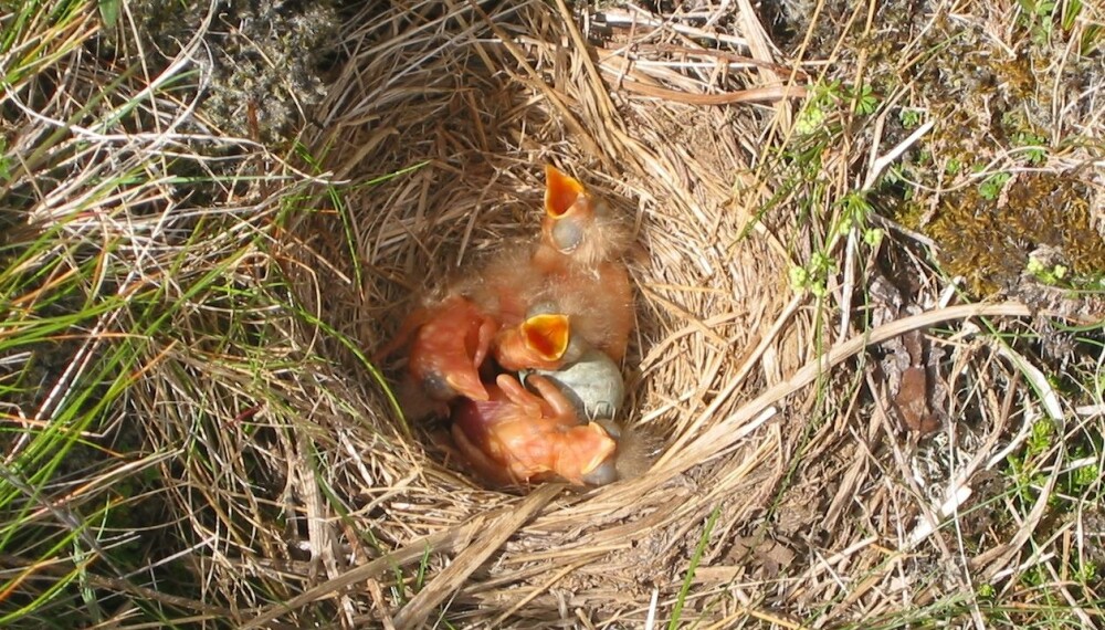 <b>IKKE SANG:</b> Lyden fugleungene lager i reiret når de skal ha mat, defineres ikke som fuglesang. <b>IKKE SANG:</b> Lyden fugleungene lager i reiret når de skal ha mat, defineres ikke som fuglesang.