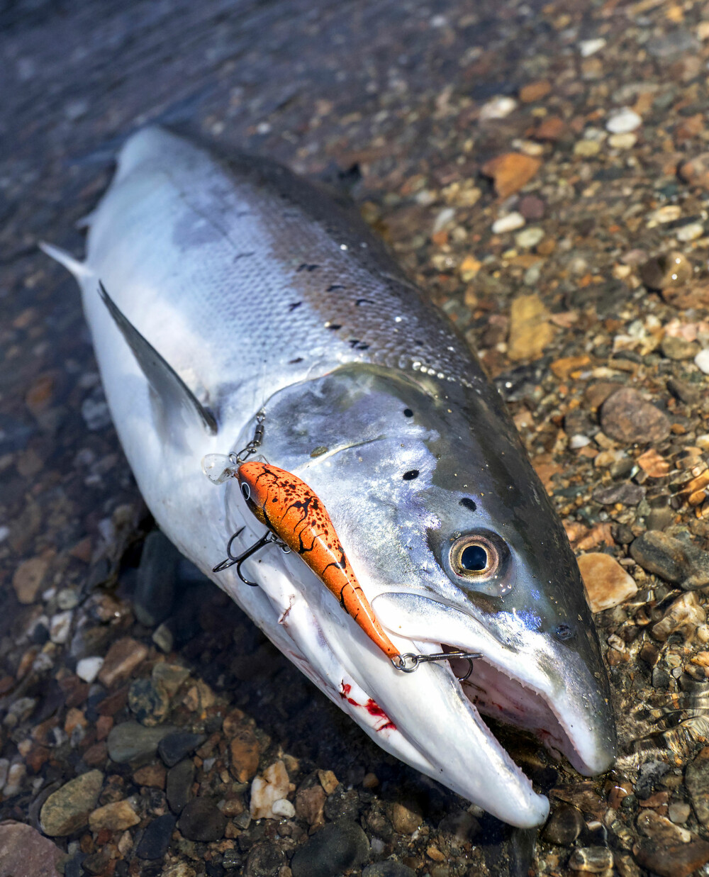 <b>KAMP:</b> Laksen gir seg som regel ikke uten kamp. Denne gangen gikk fiskeren seirende ut av kampen <b>KAMP:</b> Laksen gir seg som regel ikke uten kamp. Denne gangen gikk fiskeren seirende ut av kampen