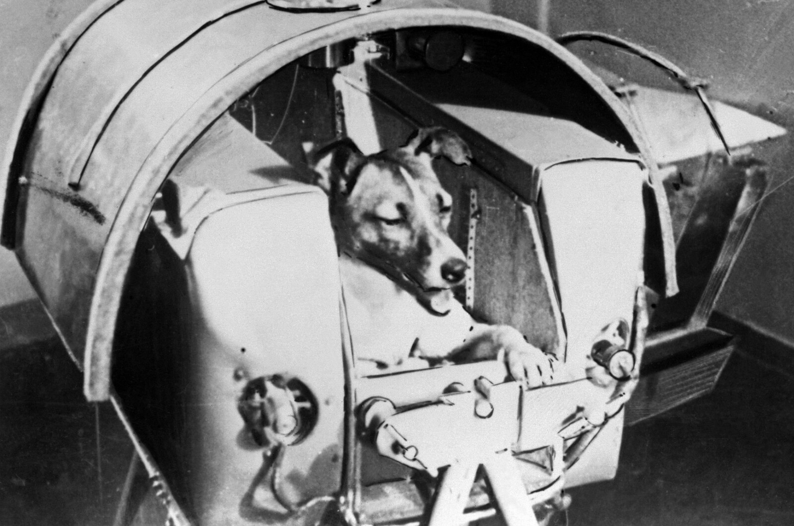 <b>LAIKA:</b> Laika før hun, som første levende vesen, ble sendt i bane rundt jorden i 1957. Bildet er tatt fra den sovjetiske avisen Pravda den 13 november 1957. <b>LAIKA:</b> Laika før hun, som første levende vesen, ble sendt i bane rundt jorden i 1957. Bildet er tatt fra den sovjetiske avisen Pravda den 13 november 1957.