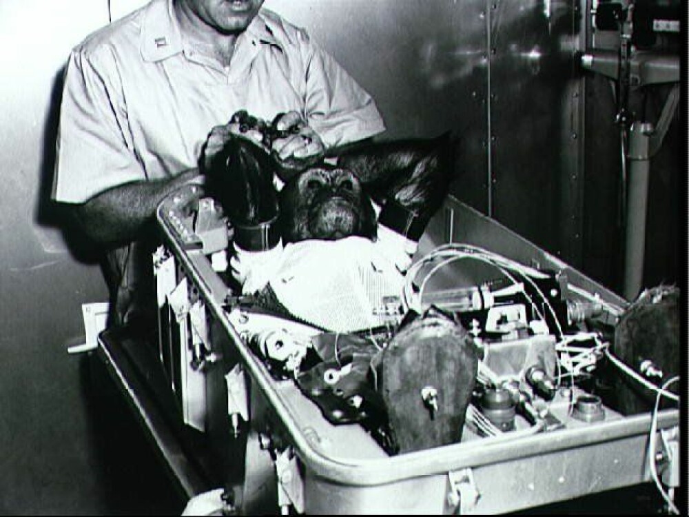 <b>ENOS:</b> Her ser vi apen Enos før han skal plasseres om bord i Mercury-Atlas 5-kapselen. Enos ble den første apen i bane rundt jorden. Oppskytningen fant sted 29. november 1961. Enos døde 11 måneder etter romferden, men dødsårsaken var ikke relatert til rakettoppskytningen. <b>ENOS:</b> Her ser vi apen Enos før han skal plasseres om bord i Mercury-Atlas 5-kapselen. Enos ble den første apen i bane rundt jorden. Oppskytningen fant sted 29. november 1961. Enos døde 11 måneder etter romferden, men dødsårsaken var ikke relatert til rakettoppskytningen.