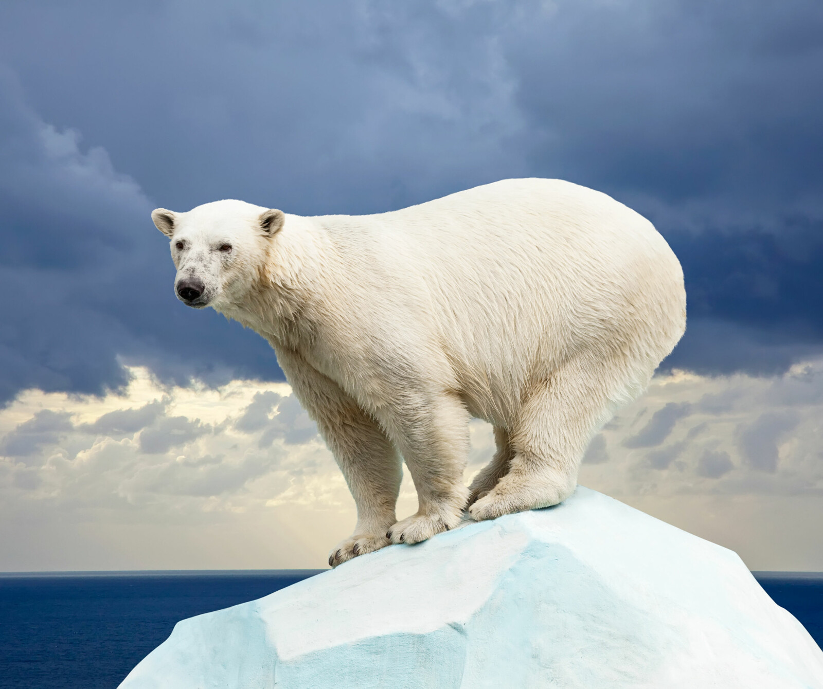 <b>GODT RUSTET:</b> Isbjørnen har et tykt lag av underhudsfett som gjør at den tåler det tøffe klimaet. (Foto: Shutterstock) <b>GODT RUSTET:</b> Isbjørnen har et tykt lag av underhudsfett som gjør at den tåler det tøffe klimaet. (Foto: Shutterstock)