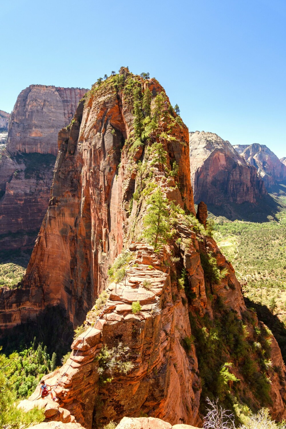 <b>ANGEL’S LANDING:</b> Stien opp er stedvis svimlende, men det er særlig det siste stykket som er luftig. <b>ANGEL’S LANDING:</b> Stien opp er stedvis svimlende, men det er særlig det siste stykket som er luftig.