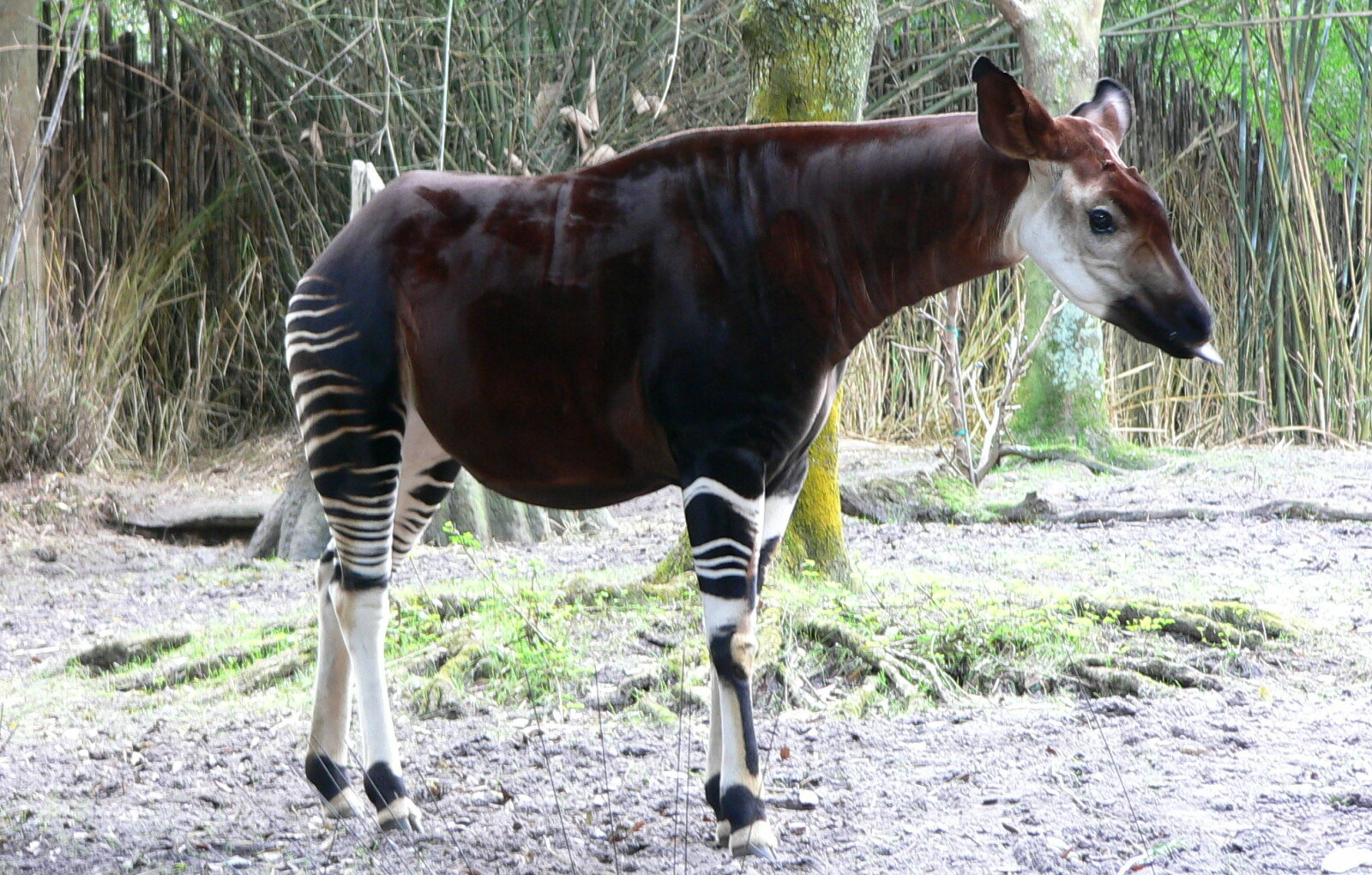 <b><SPAN CLASS=BOLD><STRONG>OKAPIEN:</b></strong></span> Først på 1800-tallet ble Okapi-en kjent i Europa. <b><SPAN CLASS=BOLD><STRONG>OKAPIEN:</b></strong></span> Først på 1800-tallet ble Okapi-en kjent i Europa.