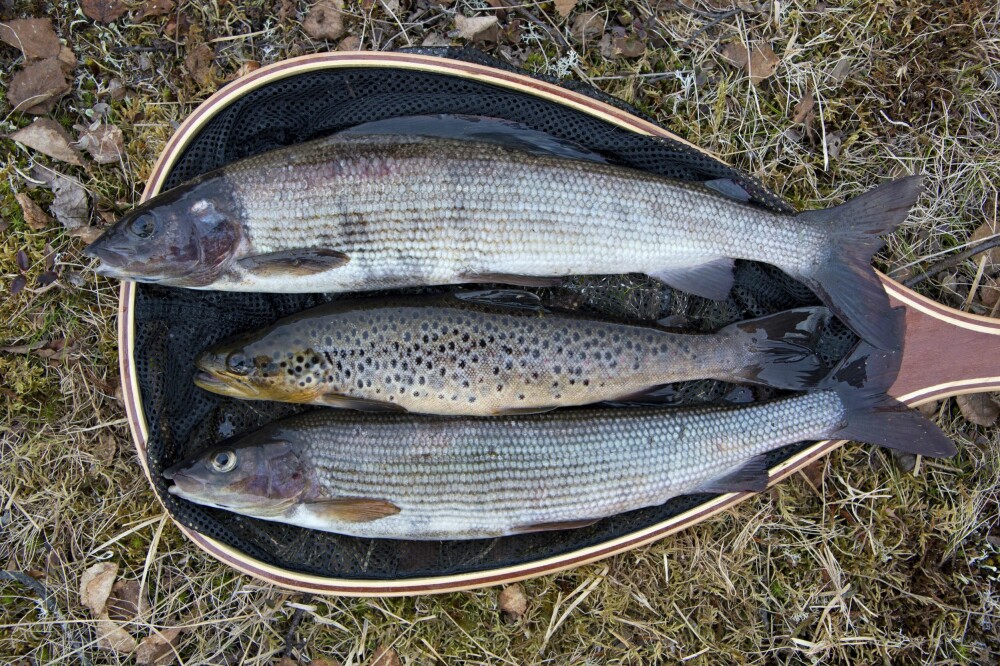 <b>FLERE ARTER:</b> Ikke se deg blind på ørreten! Andre arter er også morsomme å fiske og er gode i panna. <b>FLERE ARTER:</b> Ikke se deg blind på ørreten! Andre arter er også morsomme å fiske og er gode i panna.